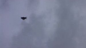 СВГ Вадик Макеевка Голуби Тренировки поздних