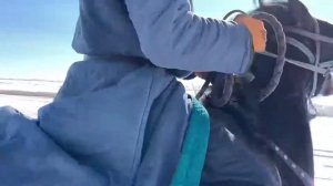 Калмыцкий иноходец 🐴