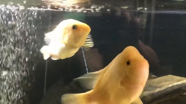 Подключение песочного фильтра к аквариуму смотреть онлайн