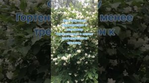 Отличие жасмина от чубушника.