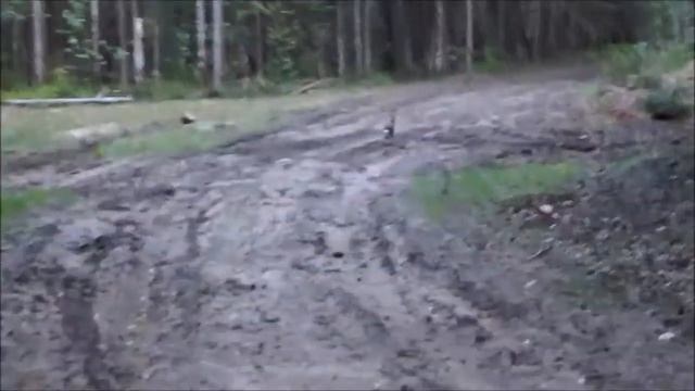 Гон , зайцы , гончие - интересные моменты гона . смотреть онлайн