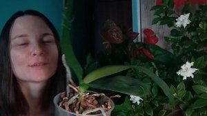 В каком состоянии ОРХИДЕЯ от Георгия Горячевского на сегодняшний день