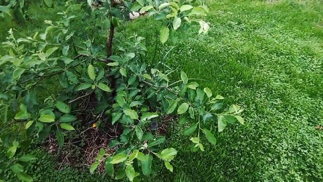 Грибковые заболевания. Климат в Германии смотреть онлайн