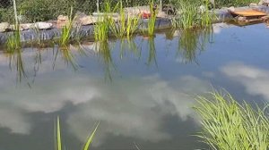 ??? ЧИСТАЯ ВОДА В ПРУДУ МОЙ ПРУД ИЗМЕНЕНИЯ В ПРУДУ СОСТОЯНИЕ ПРУДА