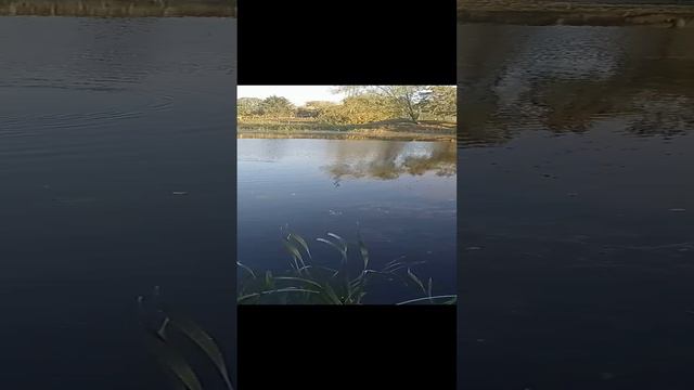 Лебеди 2 11 Сентября 2024 Сентябрь2024 VID20240911074626~2.mp4