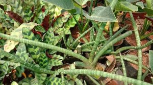 Dracaena angolensis, Sansevieria cylindrica, The African spear plant, the cylindrical snake plants