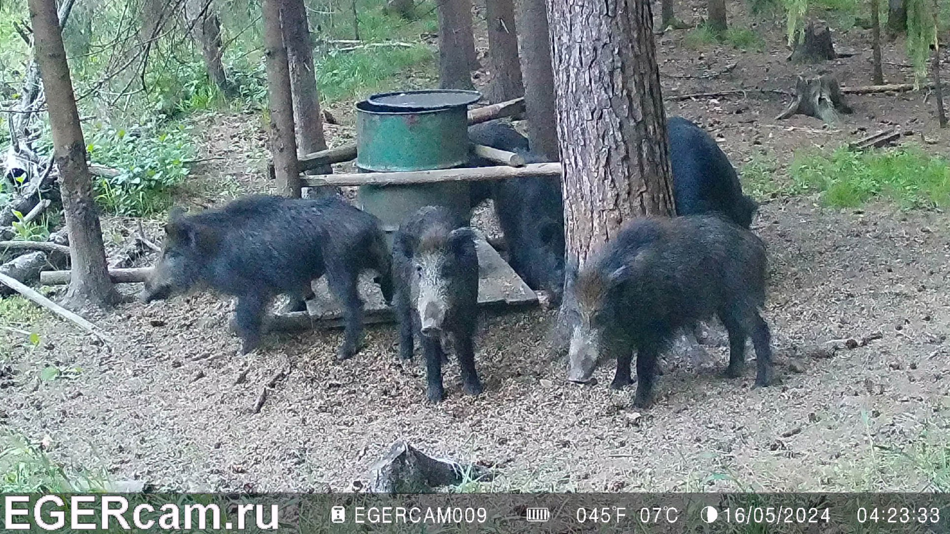 Кабаны. От рассвета до заката )
Всегда свежие фото и видео с фотоловушек Егерькам.