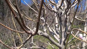 Инжир ,формировка куста инжира Panache . 22