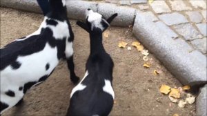 Макс кормит животных в детском зоопарке - Max feeding animals at children's zoo