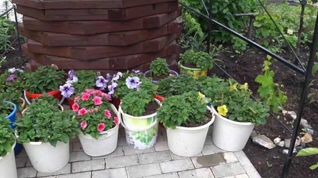 Какие растения легко переносят непогоду.  Растения в горшках