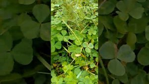 Четырехлистный клевер