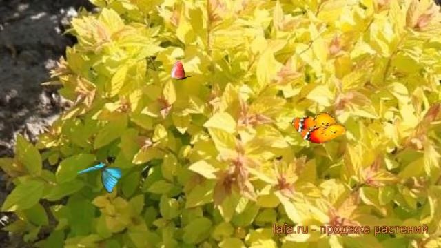 Спирея японская Голден Карпет (golden carpet) ? обзор: как сажать, саженцы спиреи Голден Карпет смотреть онлайн