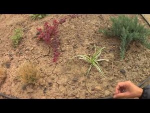 Что высадила на новую клумбу//new flower bed in the garden