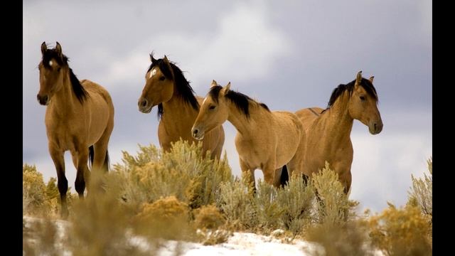 Как ржет лошадь смотреть онлайн