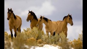 Как ржет лошадь