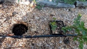 ГОЛУБИКА!Первый урожай!Огромные ягоды сорта ПАТРИОТ!#blueberry#сортголубикипатриот#голубика