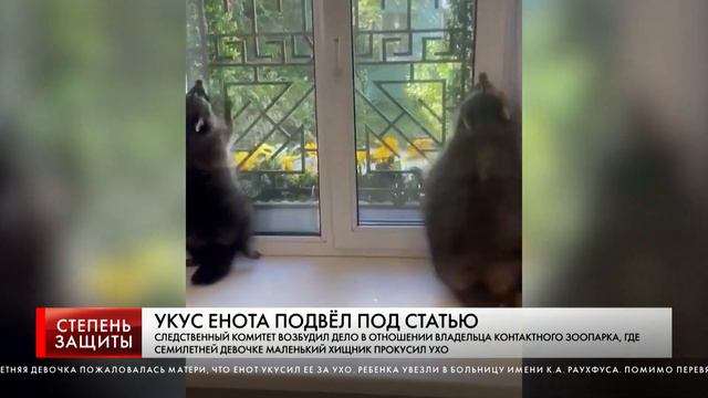 УКУС ЕНОТА ПОДВЁЛ ПОД СТАТЬЮ смотреть онлайн