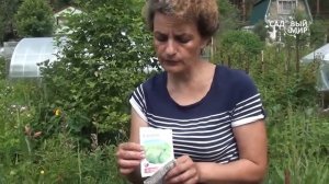 Защита крыжовника от гусениц Крыжовниковая огневка. Сайт "Садовый мир"
