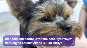 Удаление третьего века у собак