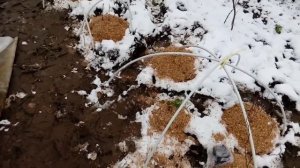Посадка саженцев в зиму. Поздняя покупка саженцев малины, жимолости, ежевики, черешни.