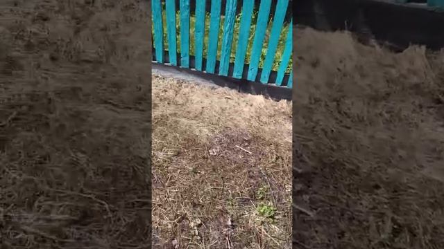 От сорняков-Арбонал смотреть онлайн