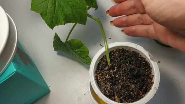 Выращивание огурцов на подоконнике. Провожу эксперимент. Что из этого вышло... смотреть онлайн