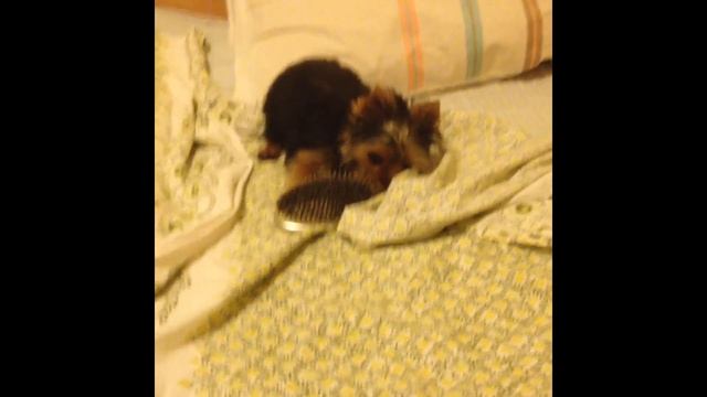 Йоркширский терьер, маленький йорк балуется смотреть онлайн