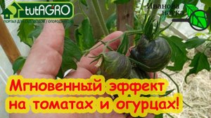 ТОМАТЫ ВМИГ ЗАПЛОДОНОСЯТ И НИКАКОЙ ФИТОФТОРЫ и КЛАДОСПОРИОЗА! Просто покормите в ИЮНЕ по листу!