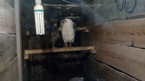 Куры Доминант/Доминант D107