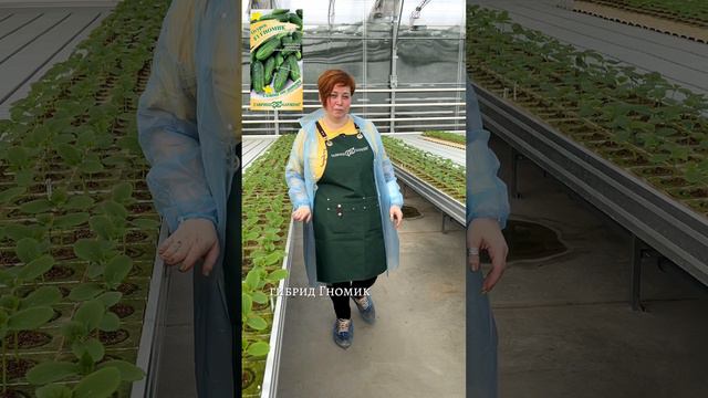 ОГУРЦЫ ДЛЯ ТЕПЛИЦ