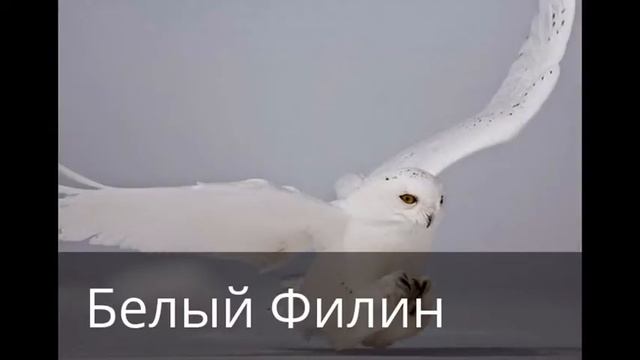 пятёрка лучших животных мира смотреть онлайн