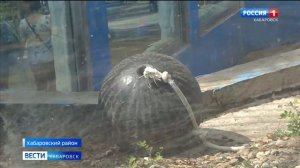 Природоохранная прокуратура начала проверку по факту гибели белого медведя в зоосаде "Приамурский"