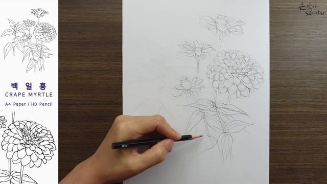 백일홍 그리기 | 연필 스케치와 전사과정 | 보태니컬아트(Botanicalart) 꽃그림 배우기 смотреть онлайн