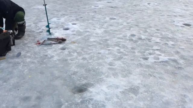 Ловля форели со льда в РК Фишка Липки. смотреть онлайн