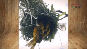 Как птицы делают гнезда . How birds make nests