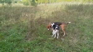 щенки русских пегих гончих