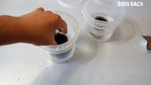 Семена аквариумных растений с Алиэкспресс! Семена растений с алиэкспресс отзывы!