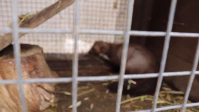 Неугомонные Куницы))) Бахчисарайский парк миниатюр/мультипарк/зоопарк. Крым. смотреть онлайн