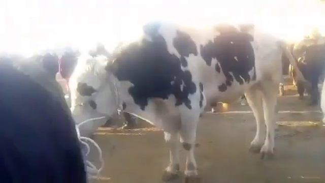 Самая большая корова в Казахстане!!! смотреть онлайн