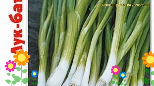 Лук батун Ермак. Краткий обзор, описание характеристик, где купить семена allium Ermak смотреть онлайн