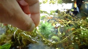 Перистолистник