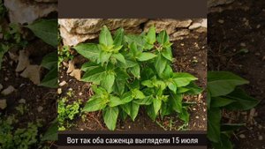 Мирабилис или Ночная красавица от всходов до цветения