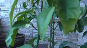 КАК Я ВЫРАСТИЛ АПЕЛЬСИН У СЕБЯ ДОМА? -СЕКРЕТ!