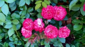 Розы. Шедевры - 25 лучших сортов роз. Они украсят любой сад. Достоинства и недостатки…???