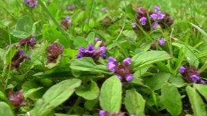 Черноголовка.