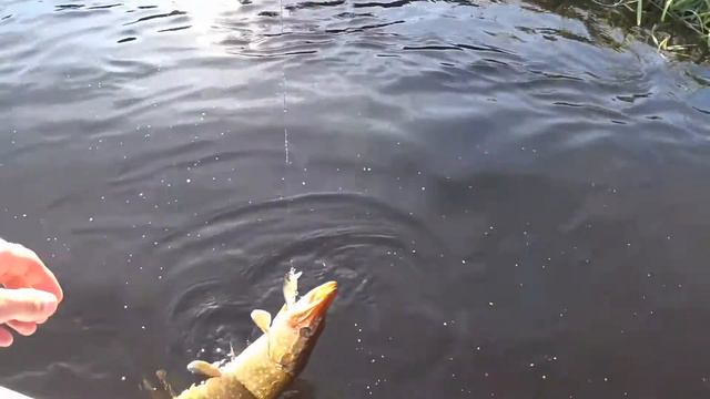 Сплав по реке Березина. Щука 1.2кг на Evergreen faith 115 и др. lv-minnow 105f, Bait Breath Bugsy 5 смотреть онлайн