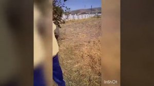 Хабез страна чудес. Арбузное дерево .#хабез