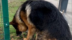 Девушка гуляла с собакой и то, что она увидела шокировало ее!