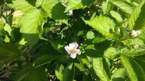 Начало цветения ежевики/Blooming blackberry
