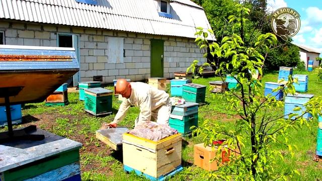Плодные матки Бакфаст с документами Контроль качества яйцекладки маток Бакфаст МКН47 смотреть онлайн